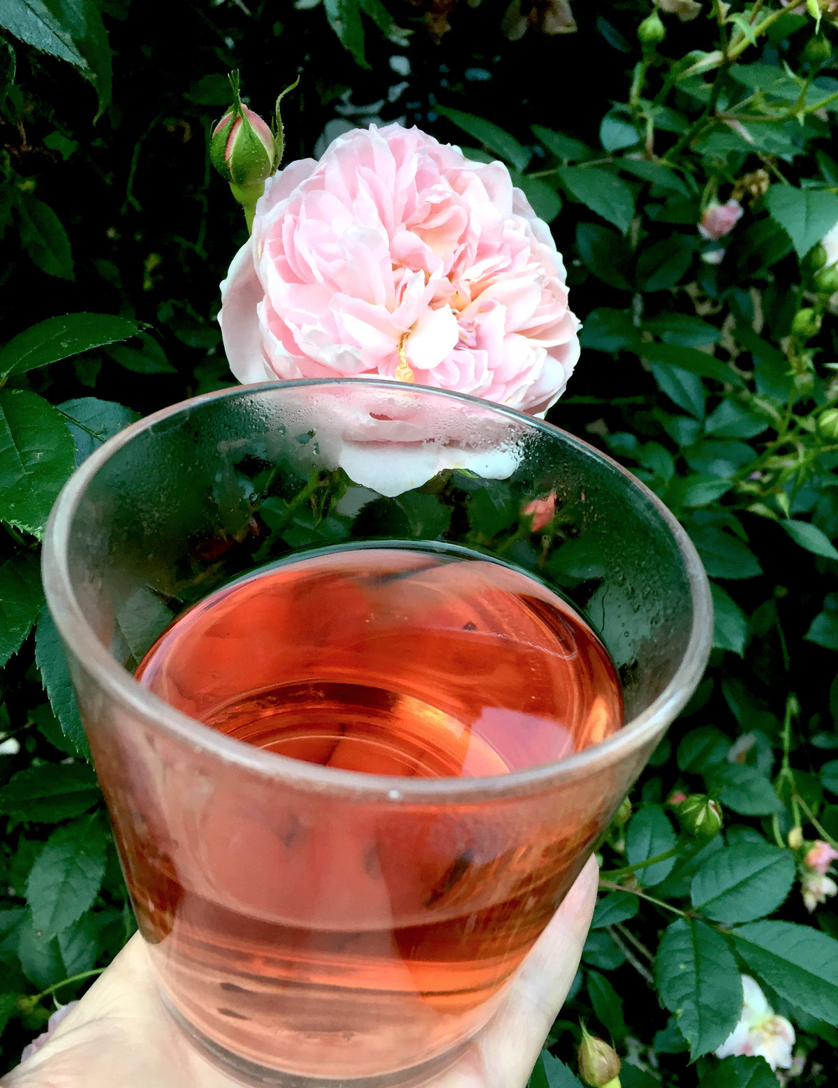 Rose & Wild Cherry Loose Leaf Tea image 1