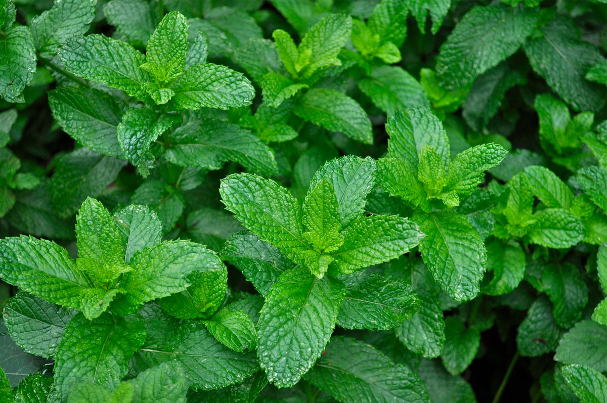 Sweet Mint Loose Leaf Tea Blend